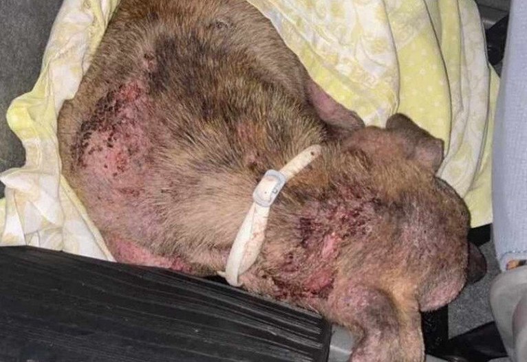 Homem é multado em R$ 3 mil por maltratar cachorro 