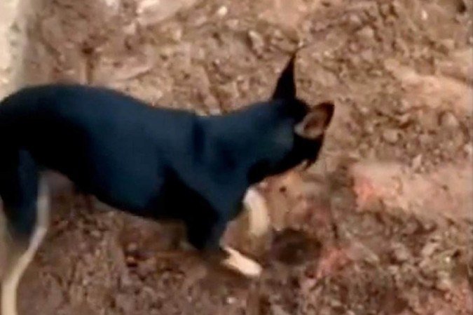  (crédito: reprodução )