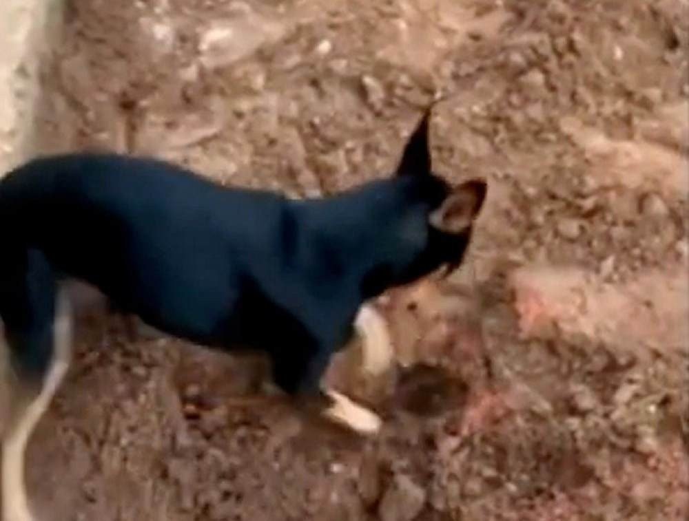 Vídeo: Pinscher mostra localização de droga enterrada pelo dono
