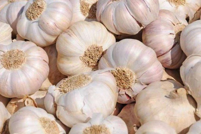  (crédito: Reprodução/Embrapa )