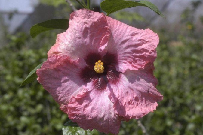 O hibisco ajuda no emagrecimento O hibisco ajuda no emagrecimento