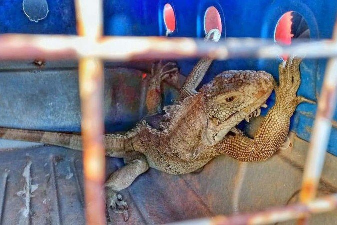  (crédito: PMDF/Divulgação)