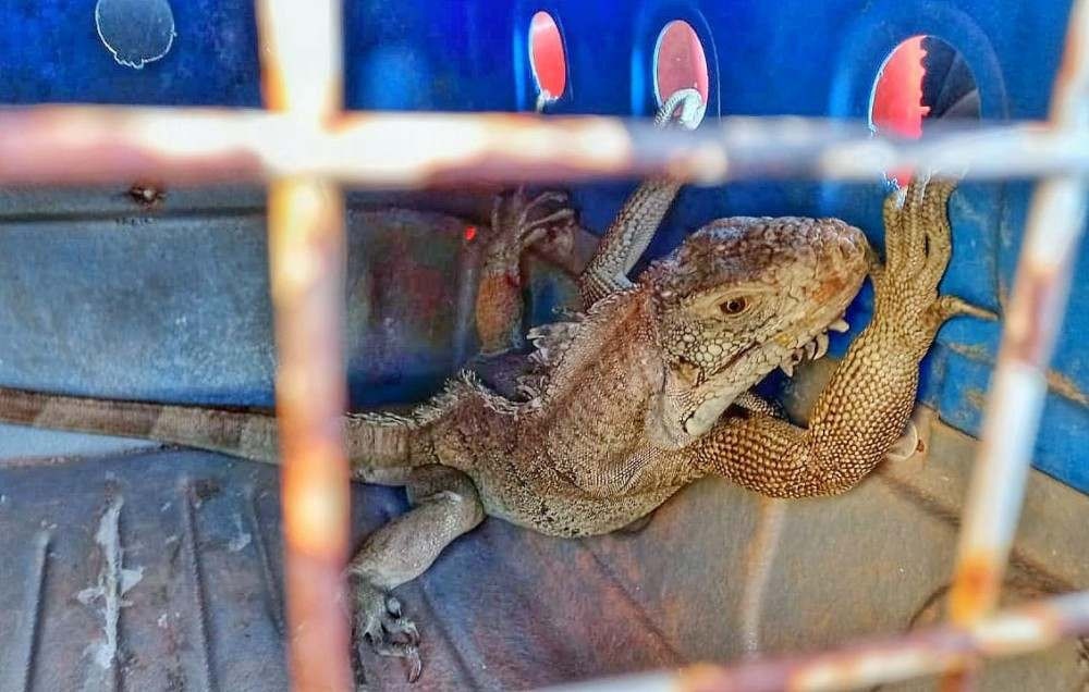 Polícia Militar apreende iguana criada em cativeiro em Ceilândia