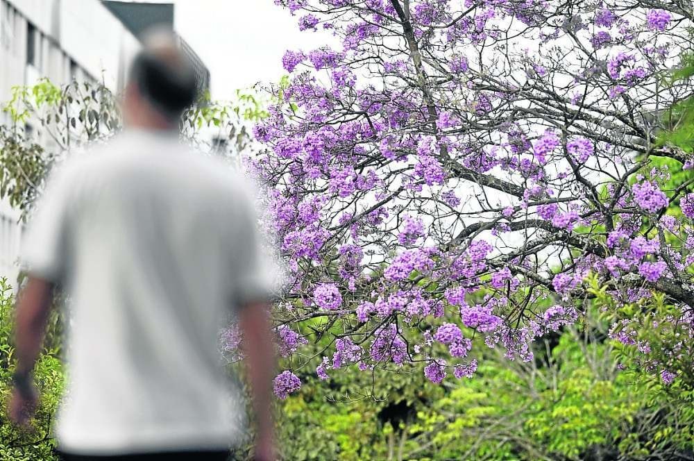 Floração de ipês roxos abre calendário onírico dos brasilienses