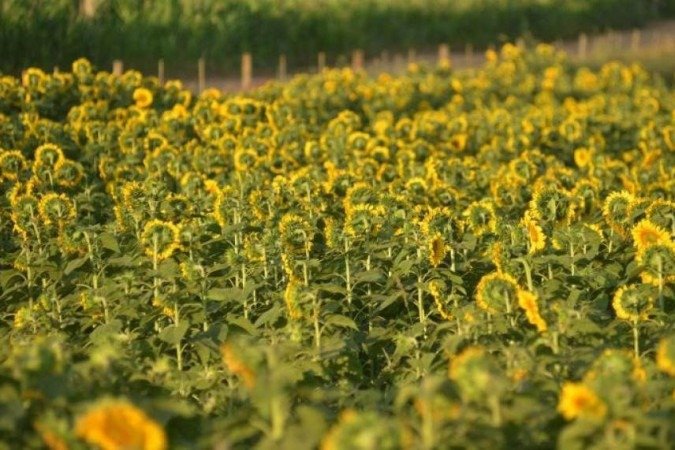 Plantação de Girassol vira ponto para fotografia de diversos estilos. BR 251 próximo à Festa do AgroBrasilia, caminho para Unaí.