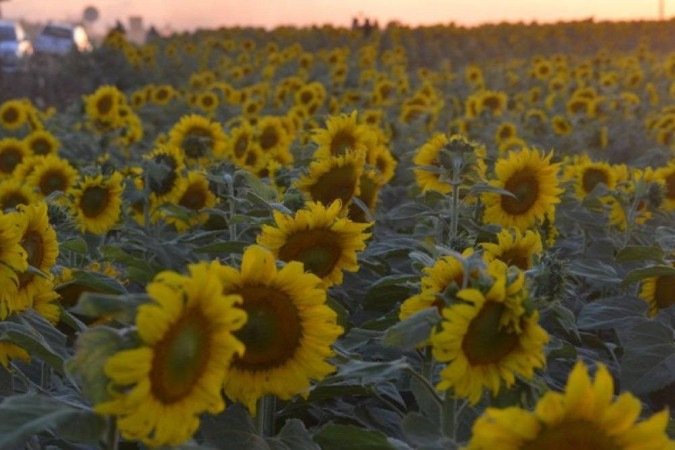 Plantação de Girassol vira ponto para fotografia de diversos estilos. BR 251 próximo à Festa do AgroBrasilia, caminho para Unaí.