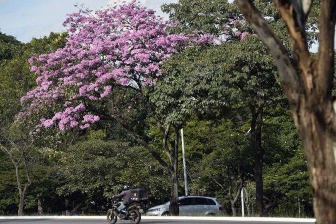 Ipê roxo florido próximo a 205 Sul.