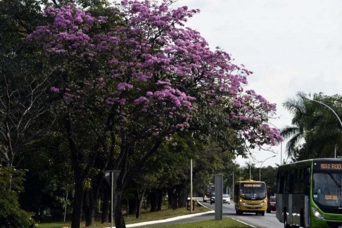 Ipê roxo florido próximo a 205 Sul.