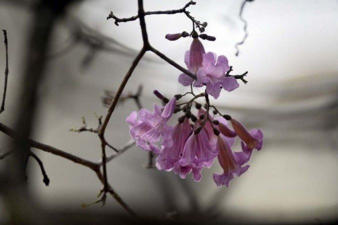Ipê roxo florido próximo na 113 Norte.