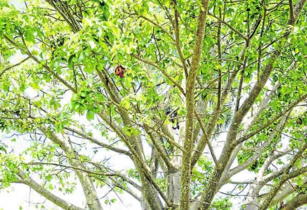 É possível visitar os baobás de Brasília por meio do site desenvolvido pelo professor 
André Lúcio: www.baobabrasil.com