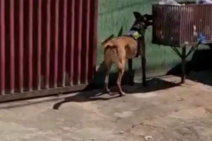  (crédito: PMDF/Divulgação)