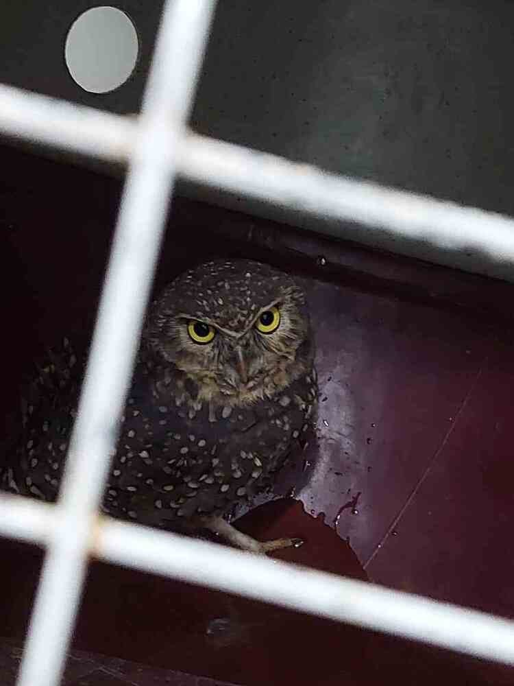 Equipe ambiental resgata três animais silvestres em menos de 24h no DF