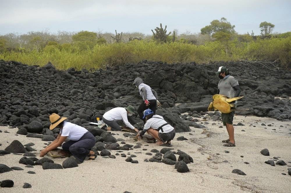 Tubarões e tartarugas: o rastreamento que preserva vida selvagem de Galápagos