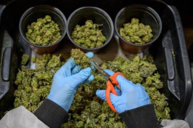 Anvisa libera extrato em gotas à base de Cannabis mediante receita especial