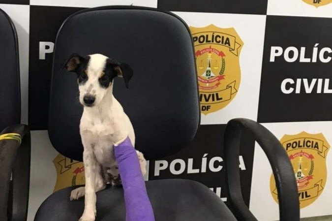 É Crime agredir ou matar um animal indefeso!