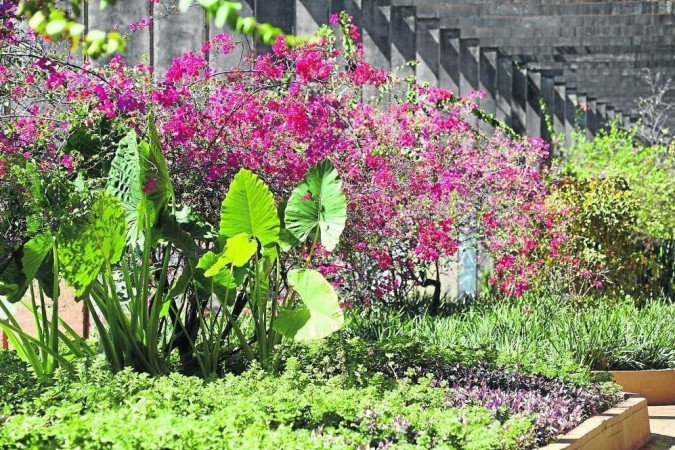 Jardim sequeiro é composto por seis gramÃneas nativas do cerrado e 10 tipos de flores de ciclo curto tradicionais, além de duas flores bulbosas - (crédito: Ed Alves/CB/D.A Press ) Jardim sequeiro é composto por seis gramÃneas nativas do cerrado e 10 tipos de flores de ciclo curto tradicionais, além de duas flores bulbosas - (crédito: Ed Alves/CB/D.A Press )