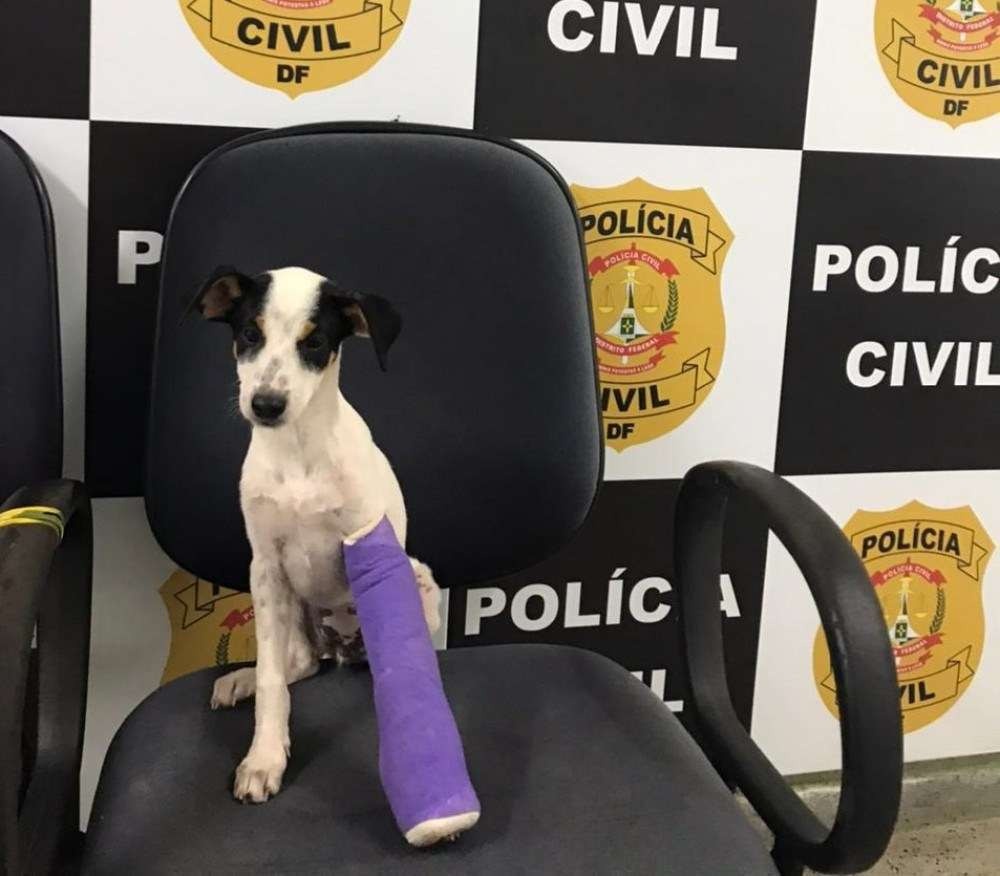 Homem com histórico de violência doméstica agride cachorra no Paranoá