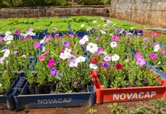 Divulgação / Novacap