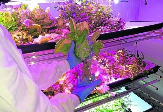 Embrapa/Divulgação