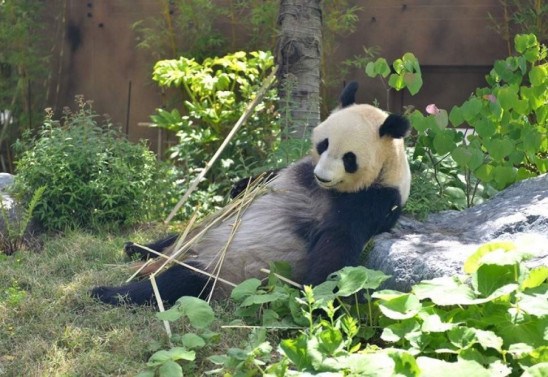 Handout / TOKYO ZOOLOGICAL PARK SOCIETY / AFP