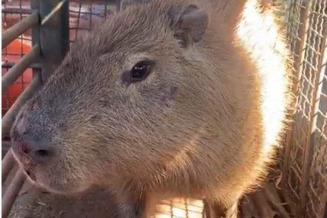 O animal foi libertado às margens do lago Paranoá - (crédito: Divulgação /PMDF) O animal foi libertado às margens do lago Paranoá - (crédito: Divulgação /PMDF)