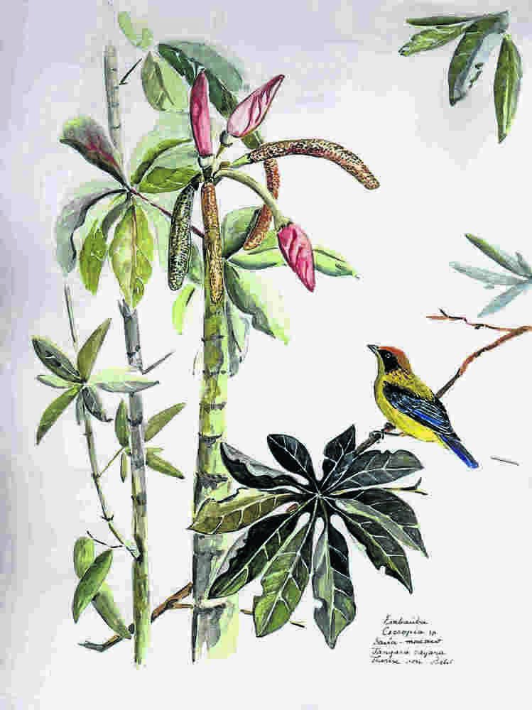 'Aves, cores e flores do cerrado', de Nicolas Behr, reforça tom ecológico