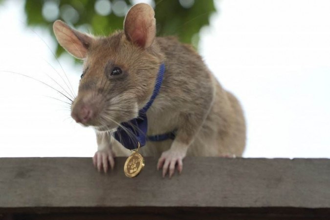 Rato gigante de Vangunu, o raríssimo roedor de quase meio metro