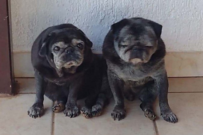 Juju e Yoda, os cães de Silvania Fernandes, não se adaptaram à vida em apartamento -  (crédito: Arquivo pessoal)