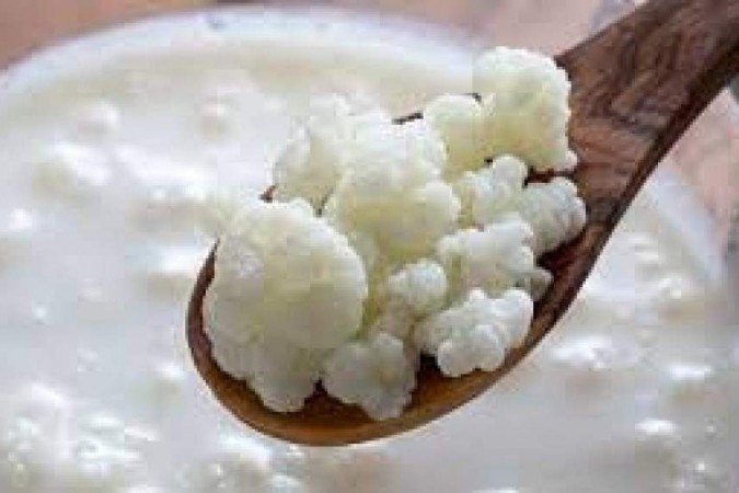 Kefir é uma bebida láctea fermentada rica em bactérias probióticas e leveduras, que melhoram a flora intestinal, auxiliam a imunidade e melhoram o trânsito intestinal Kefir é uma bebida láctea fermentada rica em bactérias probióticas e leveduras, que melhoram a flora intestinal, auxiliam a imunidade e melhoram o trânsito intestinal