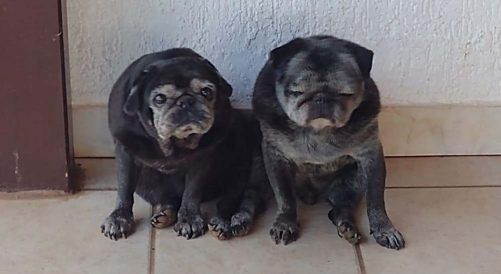 Pets em quarentena: eles também sofrem os efeitos do isolamento