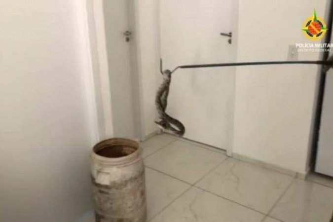 Os agentes recolheram o animal, que será encaminhado para o Centro de Triagem de Animais Silvestres (Cetas) - (crédito: Reprodução/ PMDF) Os agentes recolheram o animal, que será encaminhado para o Centro de Triagem de Animais Silvestres (Cetas) - (crédito: Reprodução/ PMDF)