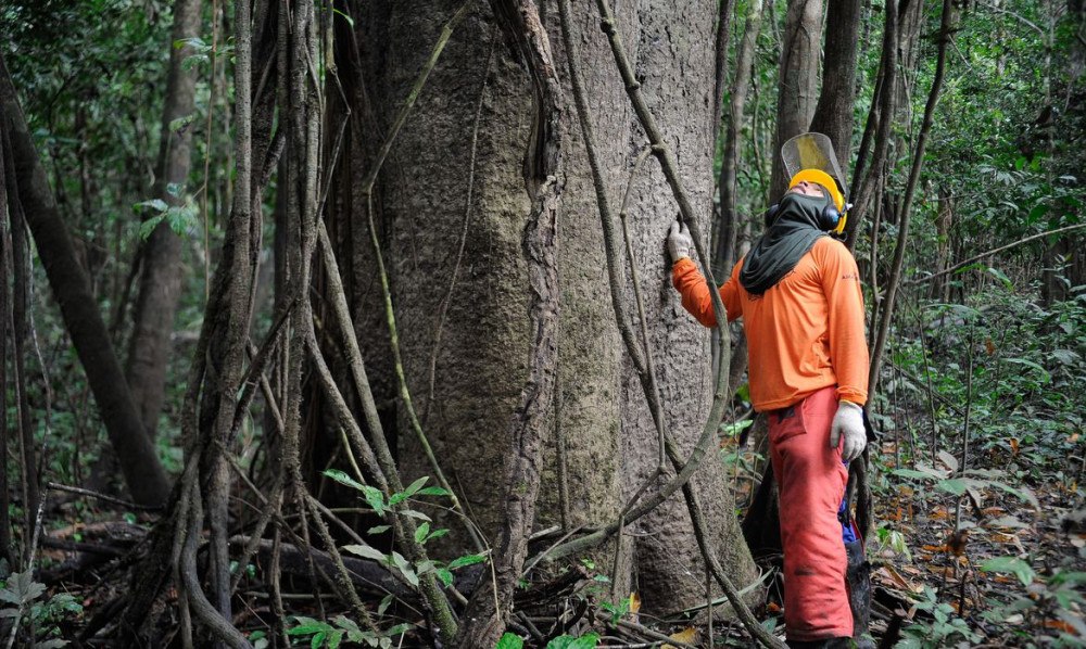 Governo estuda concessão de cinco áreas florestais no Amazonas