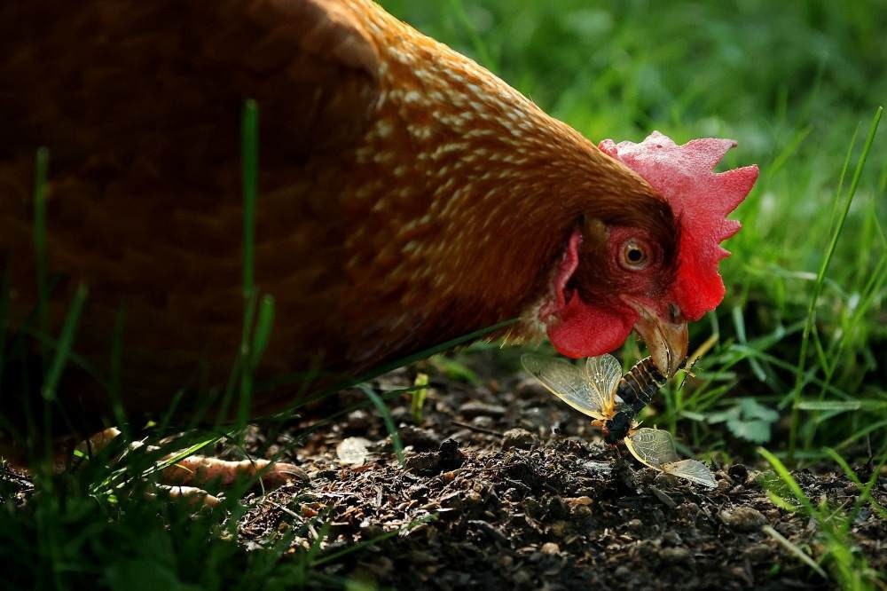 Venda de frango a outros destinos compensaram perda de mercado na Arábia Saudita