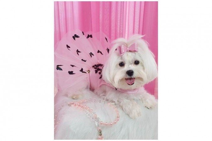 Pethy tem até uma página no Instagram em que exibe looks diversos Pethy tem até uma página no Instagram em que exibe looks diversos