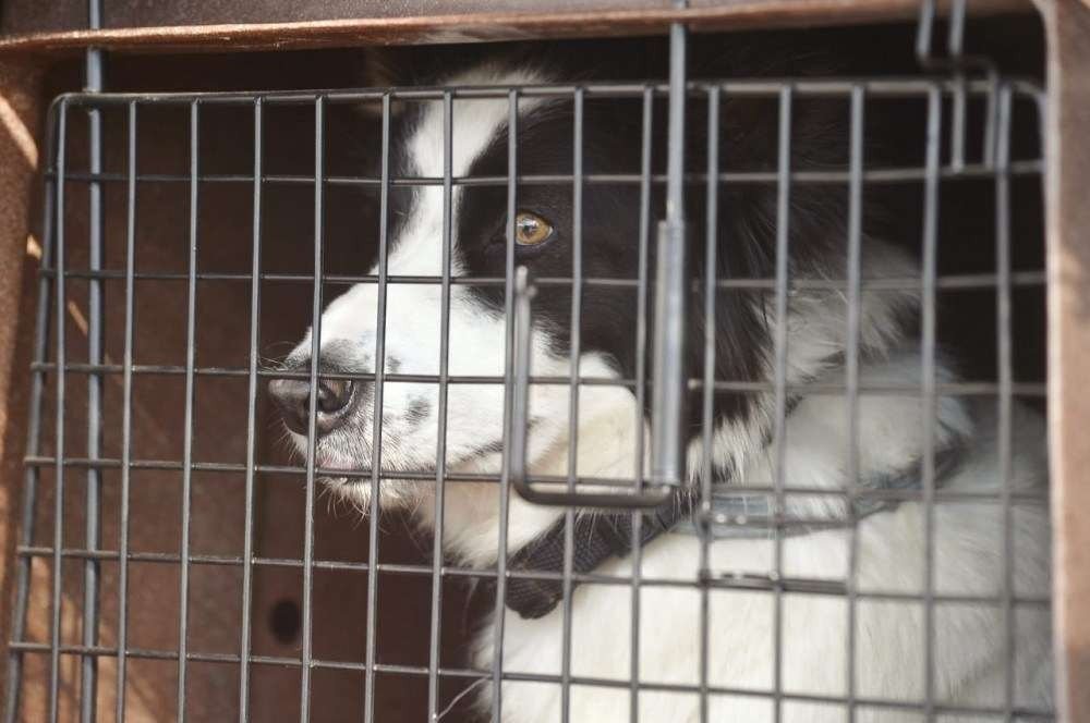 Cachorra Cristal, que atuou nas buscas de Brumadinho, vai participar de operação em buscas por lázaro