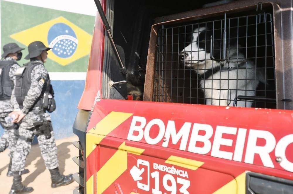 Cristal tem seis anos e possui experiência em achar pessoas vivas e mortas