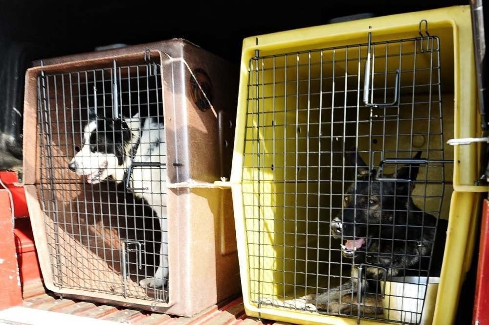 Junto com Cristal, outros cachorros também foram levados para a busca