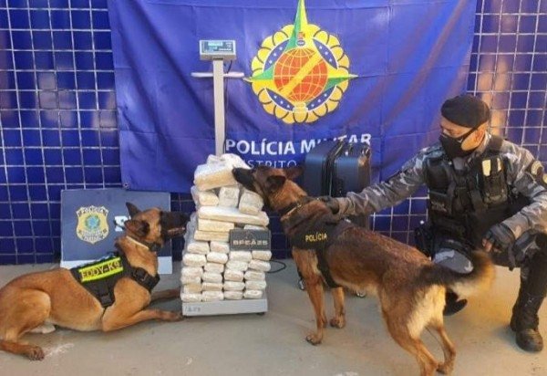 Ministério da Justiça e Segurança Pública realizam operações com cães farejadores no Distrito Federal