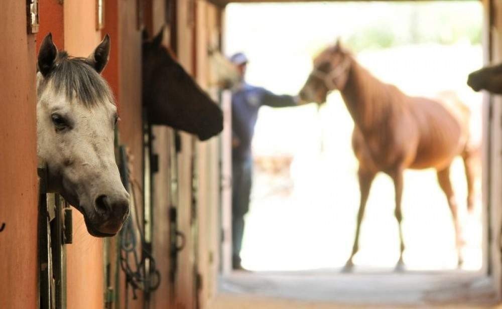 Juiz proíbe provas de campeonato equestre sob pena de multa de R$ 2 milhões