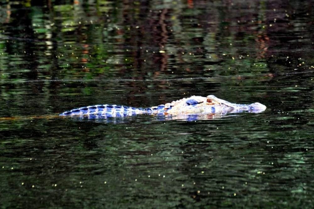 Criança de 1 ano atacada por jacaré em Goiás tem braço amputado