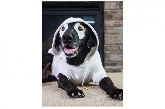 O cão Rowdy tem mais de 100 mil seguidores no Instagram O cão Rowdy tem mais de 100 mil seguidores no Instagram