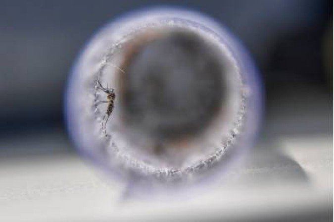 Vírus da zika é transmitido pelo mosquito Aedes aegypti, assim como o da dengue e chikungunya - (crédito: APU GOMES) Vírus da zika é transmitido pelo mosquito Aedes aegypti, assim como o da dengue e chikungunya - (crédito: APU GOMES)