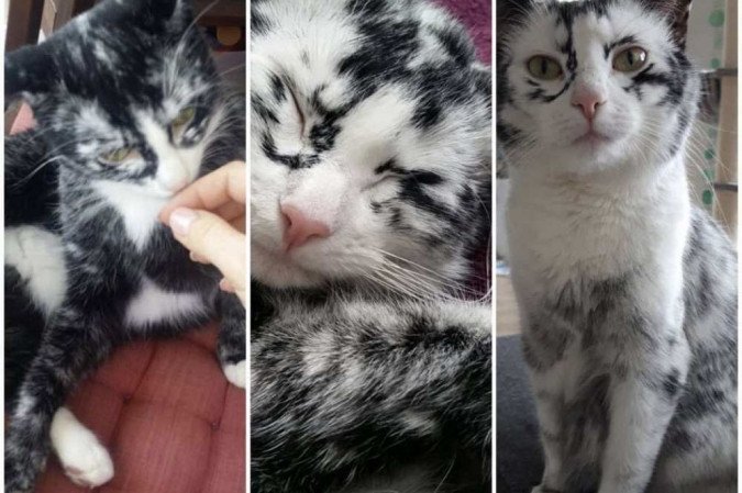 A gatinha Elli, da raça tuxedo, nasceu com a coloração branca e preta A gatinha Elli, da raça tuxedo, nasceu com a coloração branca e preta