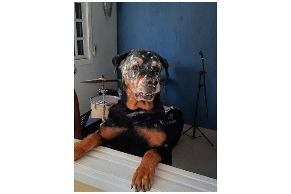 Cachorros e gatos também podem ter vitiligo