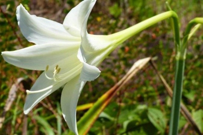  (crédito: Inventaire National du Patrimoine Naturel, by G. Léotard)