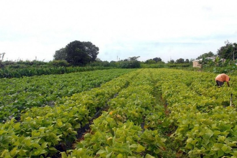 Agricultores familiares do Amazonas são incluídos no Garantia-Safra