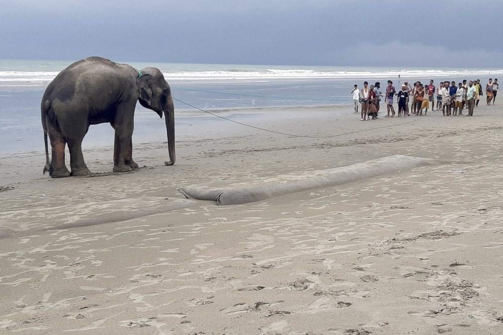 Dois elefantes são resgatados em Bangladesh depois de 4 dias bloqueados em uma praia