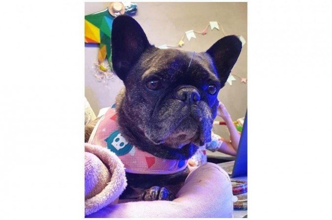 Raika acabou de ser diagnosticada com problemas articulares: antibiótico para evitar a dor
 -  (crédito: Arquivo pessoal)