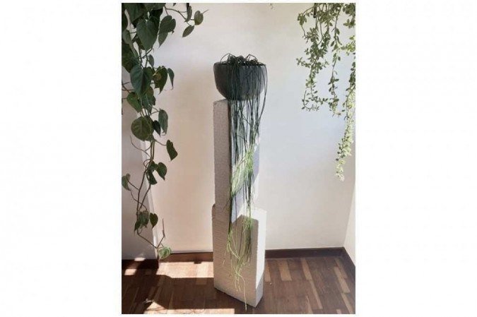  Cacto ripsalis, na Fittonia Garden (R$ 60) 