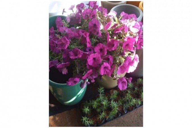 Petúnia pendente, no Viveiro Buriti Alegre (R$ 65) 